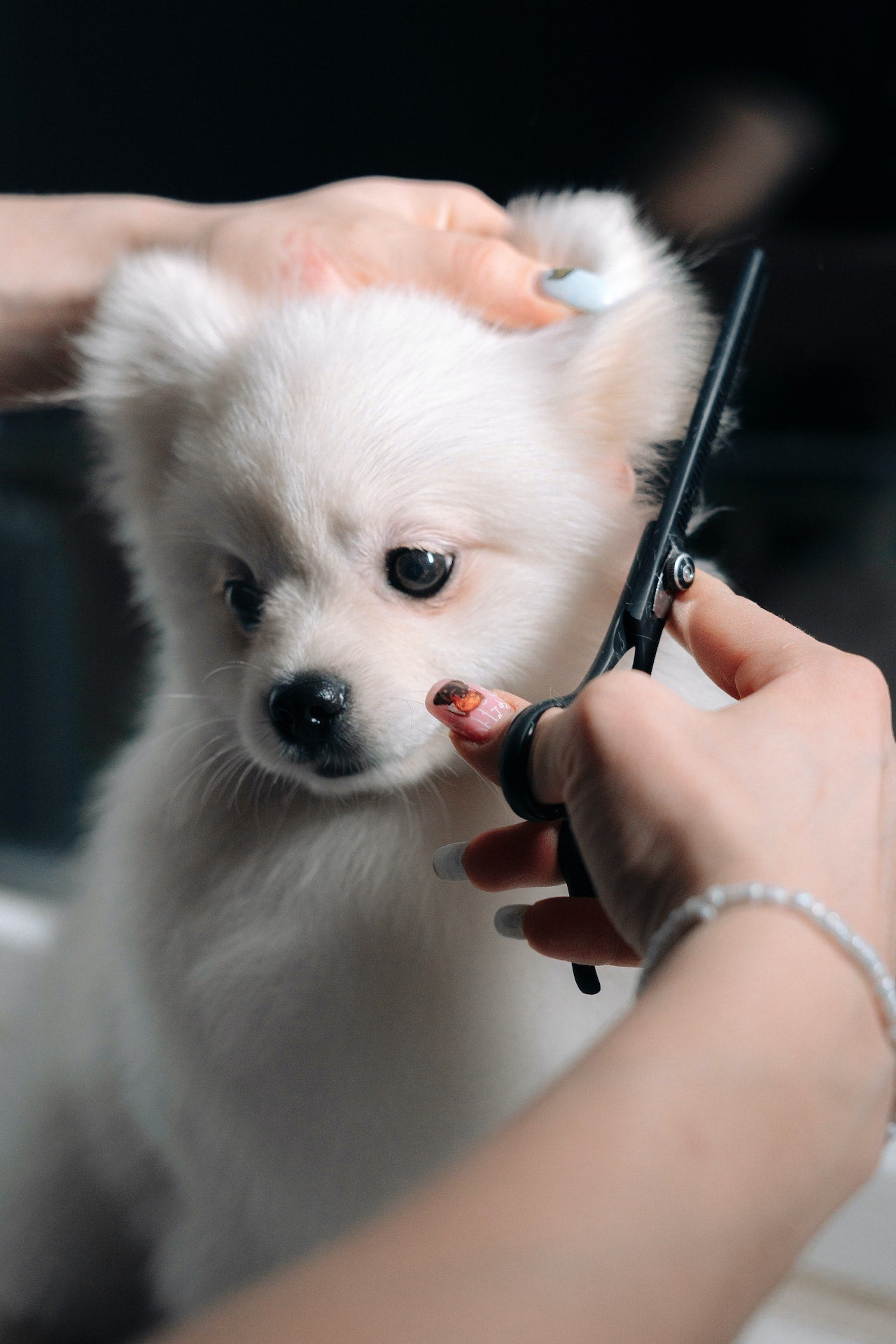 7" Professional Pet Grooming Shears